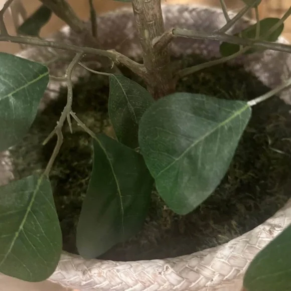 NWT Faux Ficus Tree - Threshold designed with Studio McGee - Picture 9 of 12